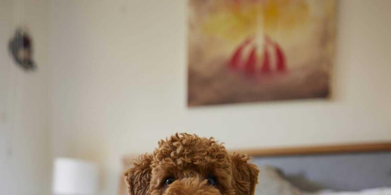 2/62 Floss Street Hurlstone Park