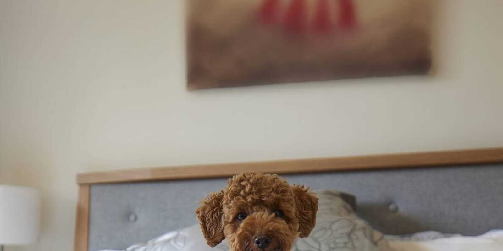 2/62 Floss Street Hurlstone Park